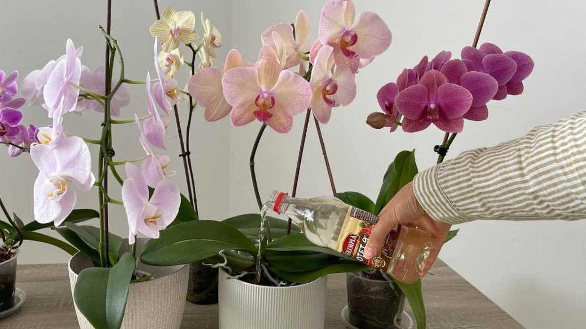 How do you properly water an orchid?