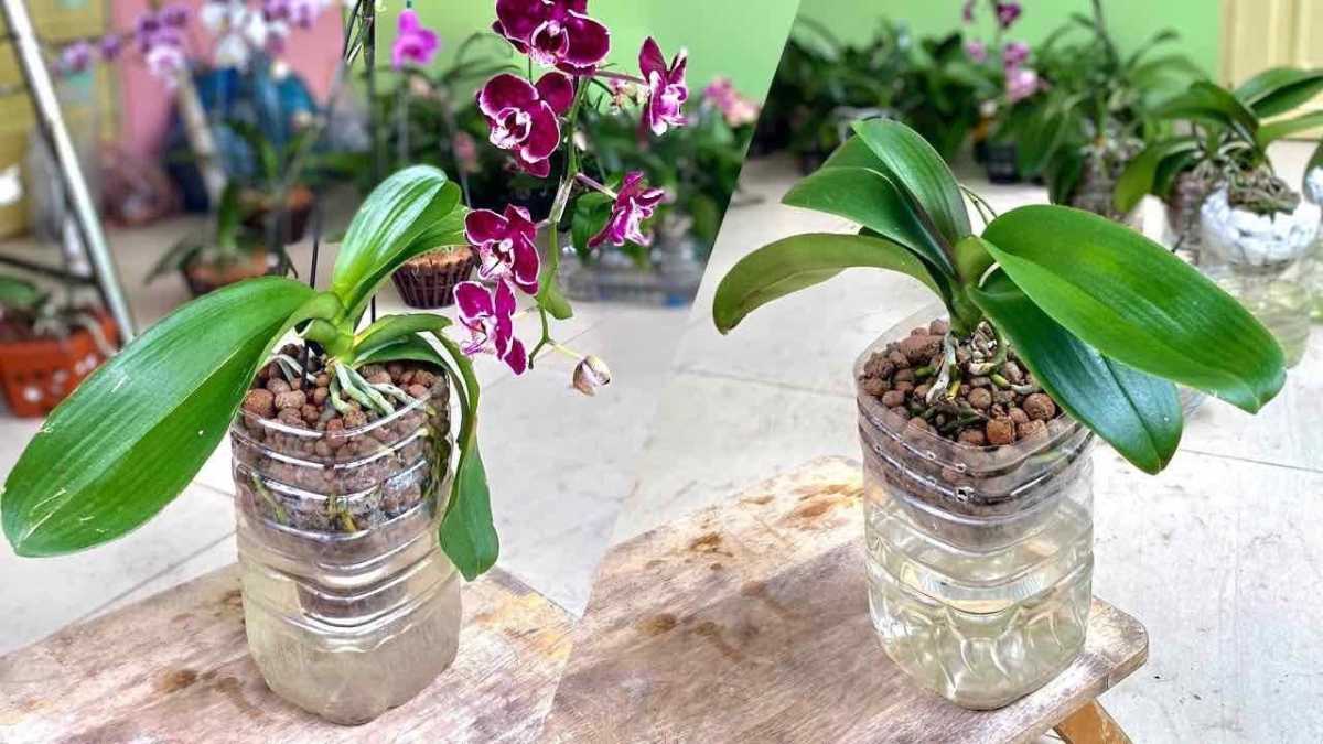 How To Make Orchids Grow Faster