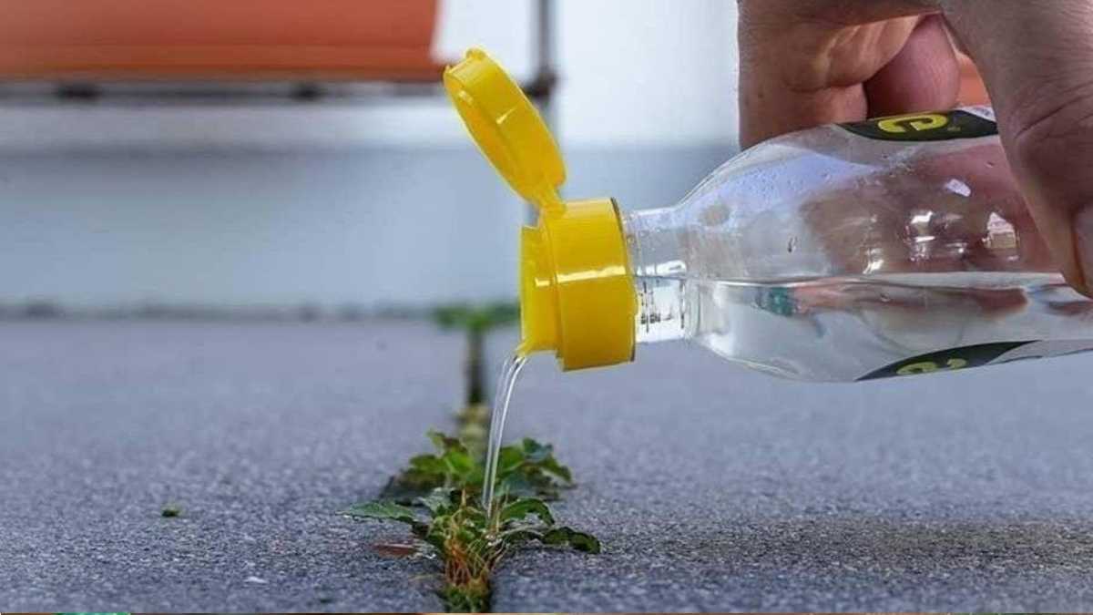 10 Homemade Weed Killers That Will Work in Your Yard