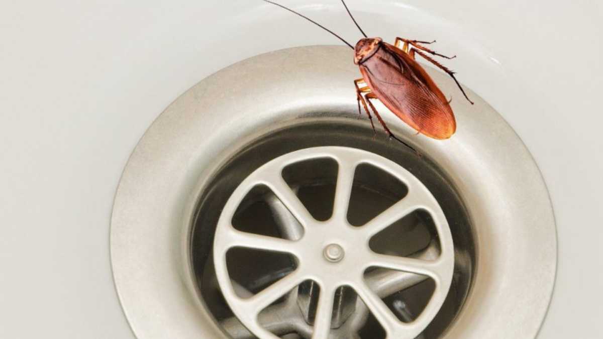 3 ways to get rid of roaches and keep them out permanently