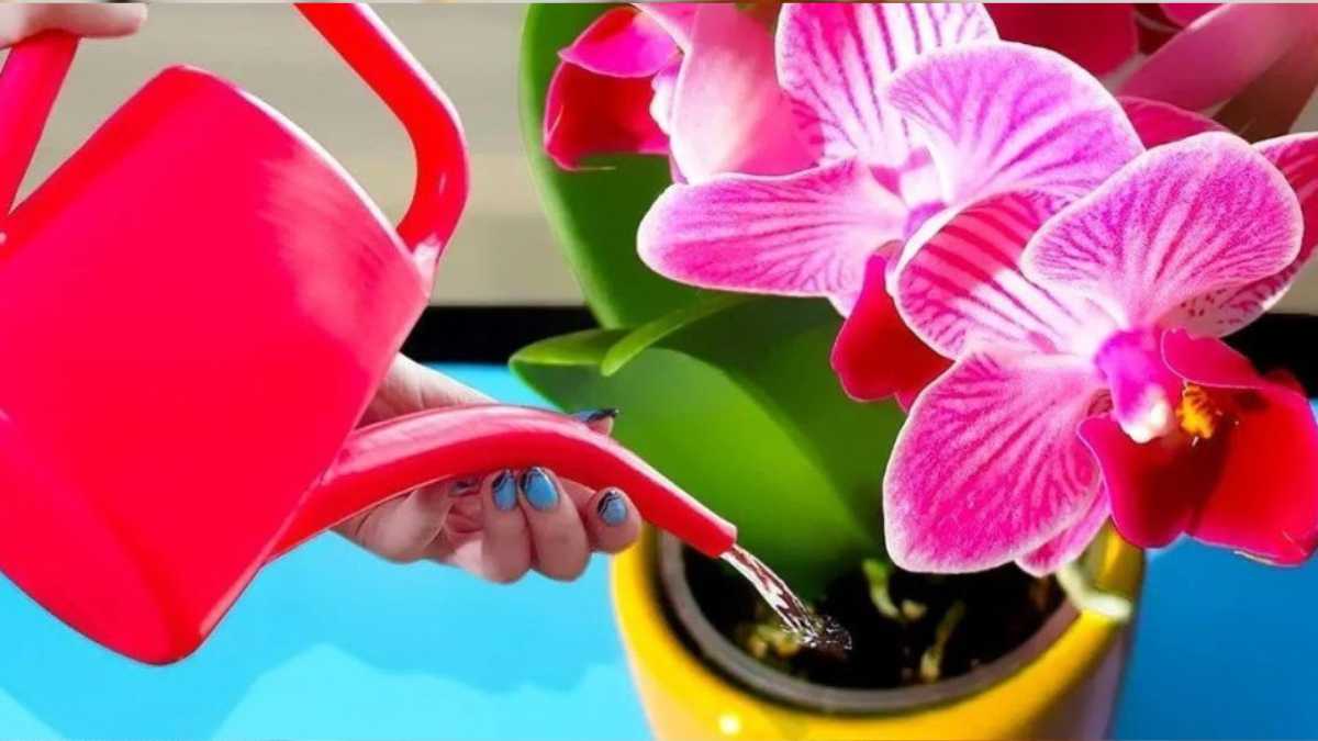 Add One Ingredient To The Watering Water To Make Orchids Bloom All Year Around