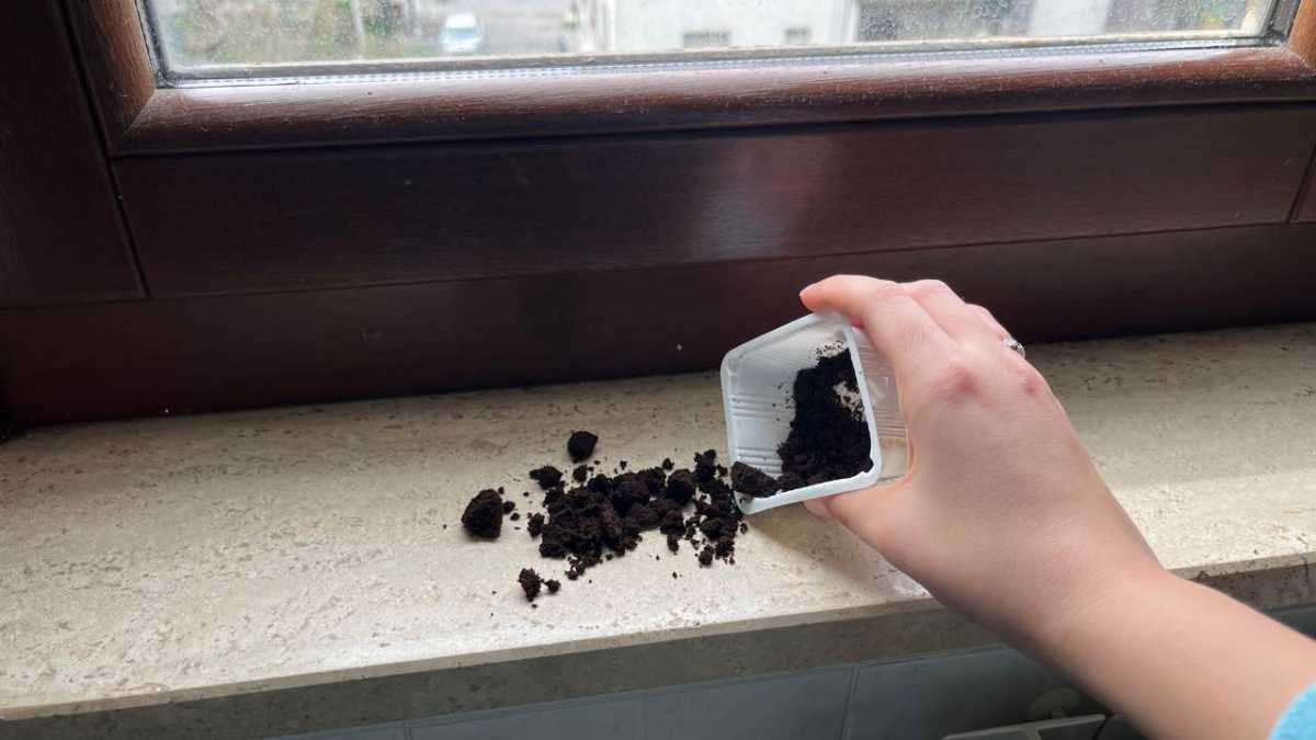 Coffee Grounds on Windowsills Solves a Very Common Problem