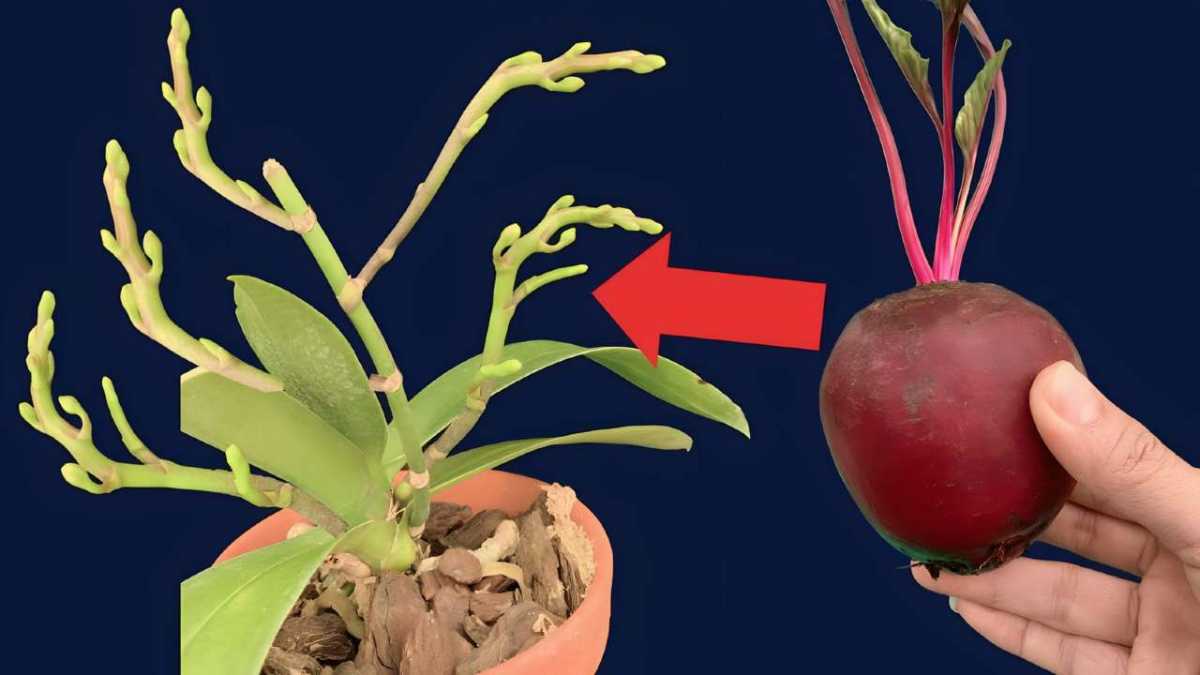 Discover the Secret Seasonal Vegetable That Will Skyrocket Your Orchid Garden's Growth and Beauty!