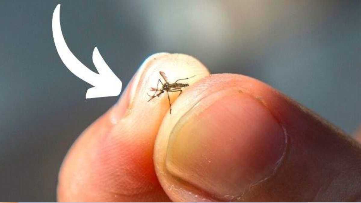How to Find and Kill That Single Mosquito Buzzing Around Your Room
