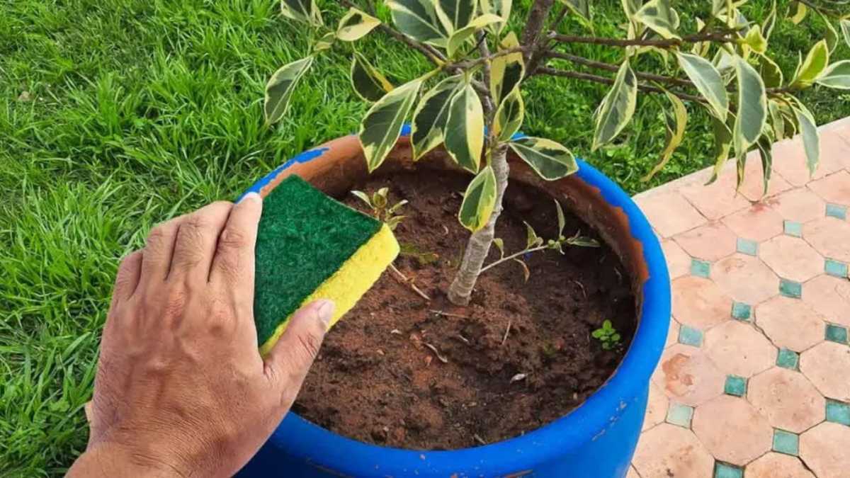 Recycling Mystery Kitchen Sponges Granny Tricks