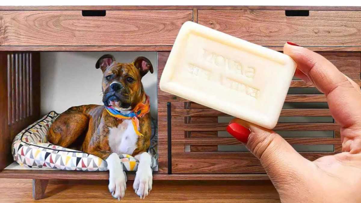 How to Use Soap to Protect Your Furniture From Your Dog?
