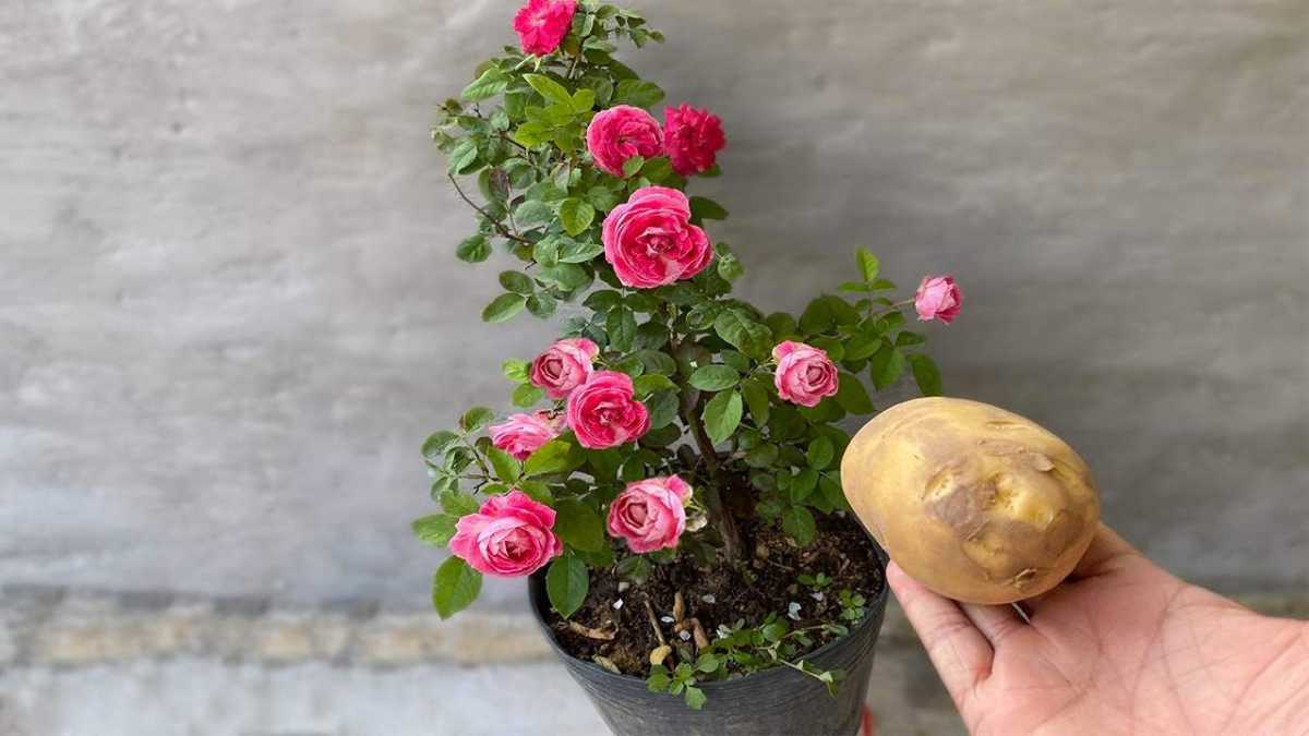 Is Potato Water Good for Plants?