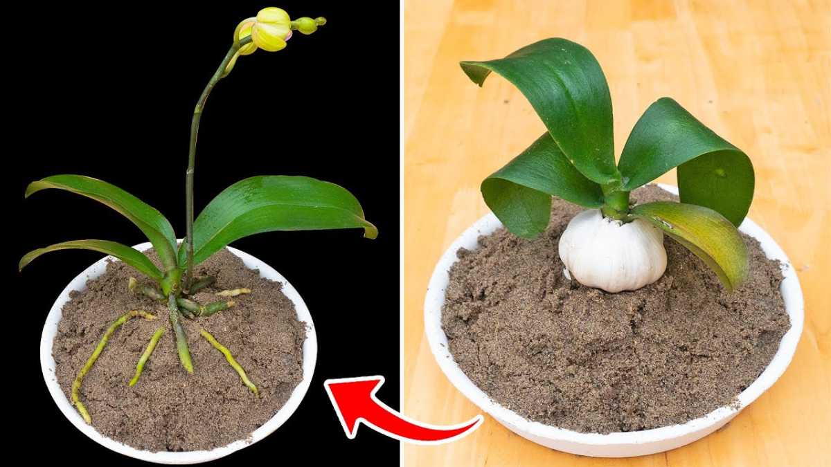 Making Rotten Orchids Revive Quickly by Simple Steps