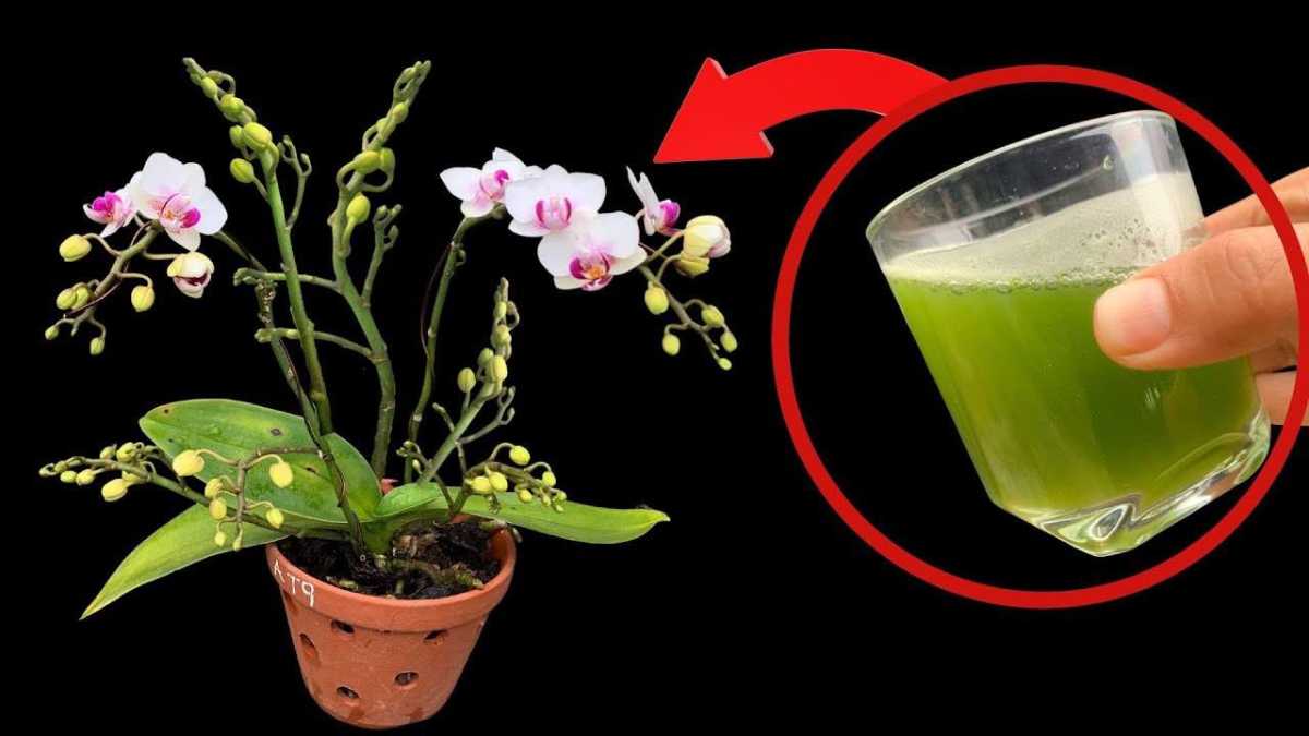 Natural Fertilizer that Makes Orchids Bloom Continuously for 4 Seasons