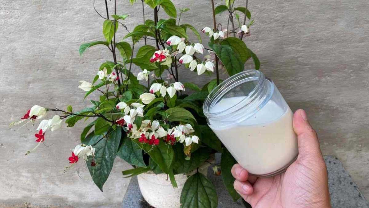 Plants in Your Garden Will Always Stay Healthy If You Water Them with This Water