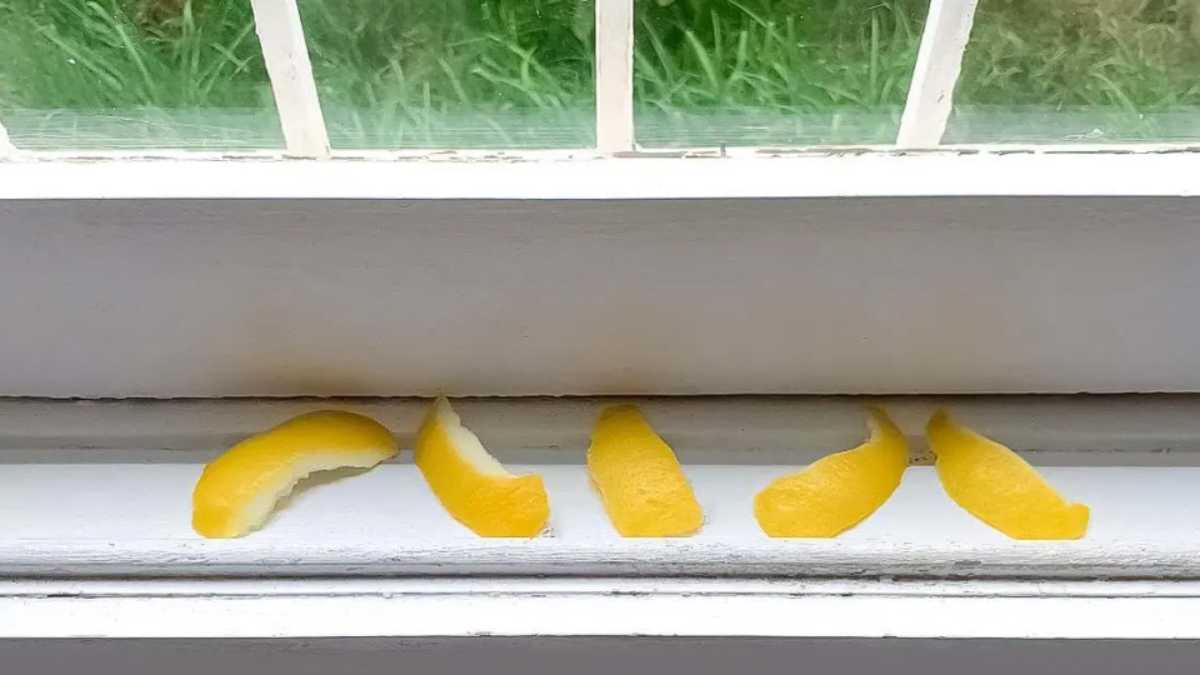 Why Is it Good to Leave Lemon Peels on the Windowsill?