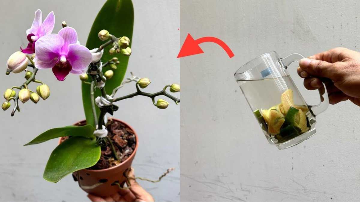 With Just One Cup of this Liquid Orchids Last Up to 5 Years Longer