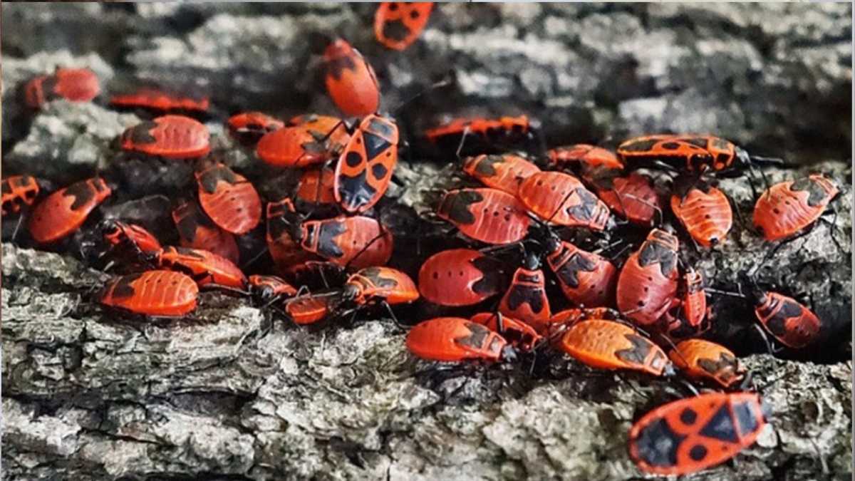 Fire bugs: Why you definitely want them in your garden