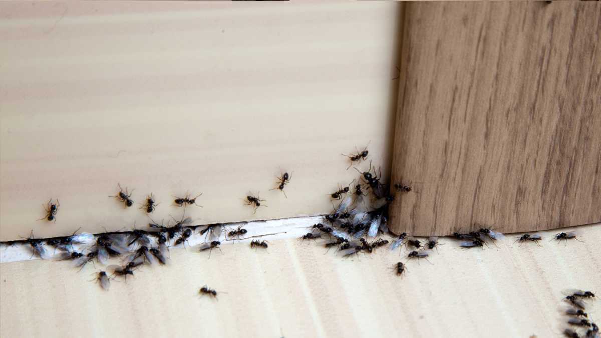 Home Remedy Against Ants: How to Drive Away the Crawlers with Chalk
