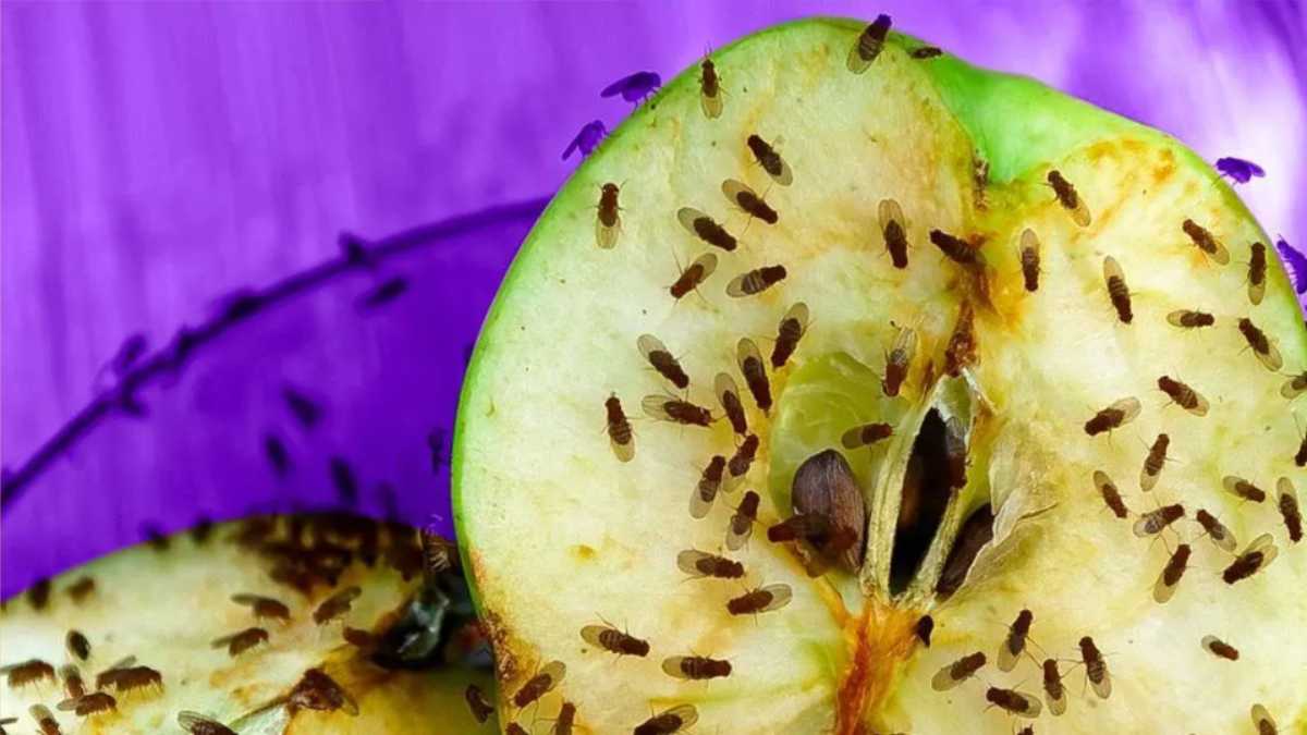 How to Get Rid of Fruit Flies in Your House, Fast