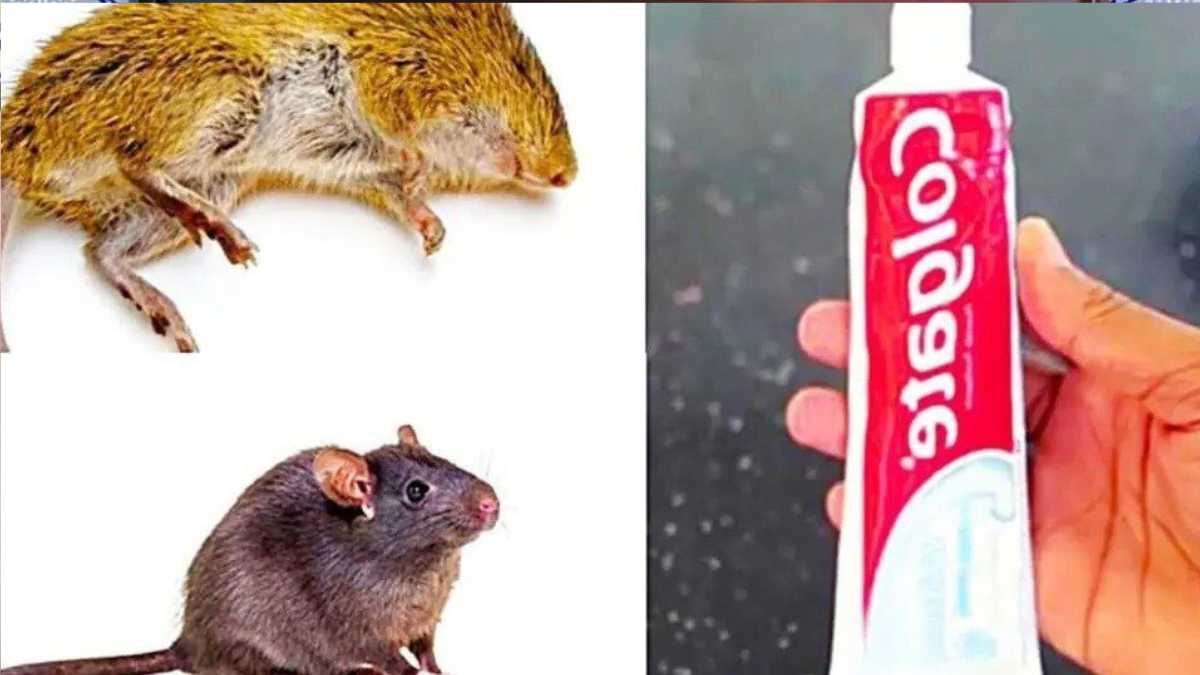 How to Kill Rats and Mice with Toothpaste