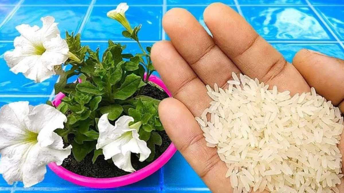 How to Make Organic Plant Fertilizer at Home