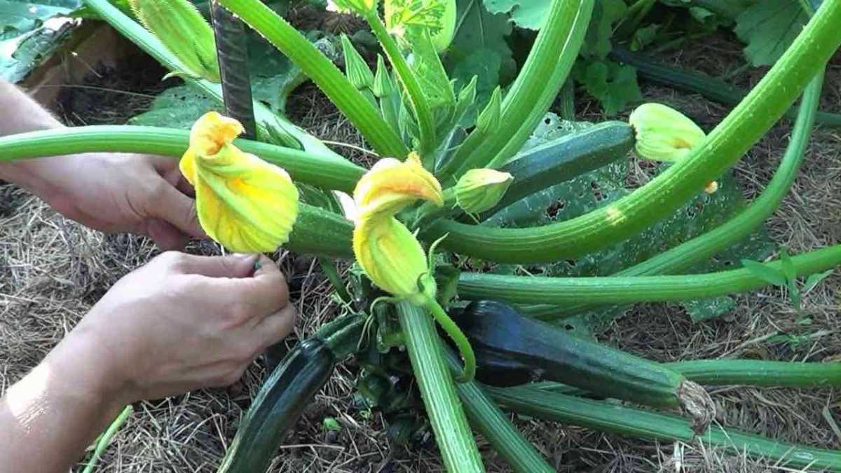 How to Prune Zucchini in the Garden to Get a Bountiful Harvest: the Infallible Method of Farmers