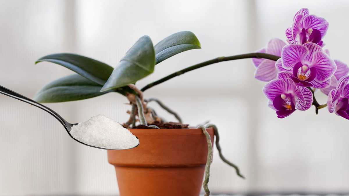 The Secret Ingredient to Nourish the Orchid and Make It Very Lush