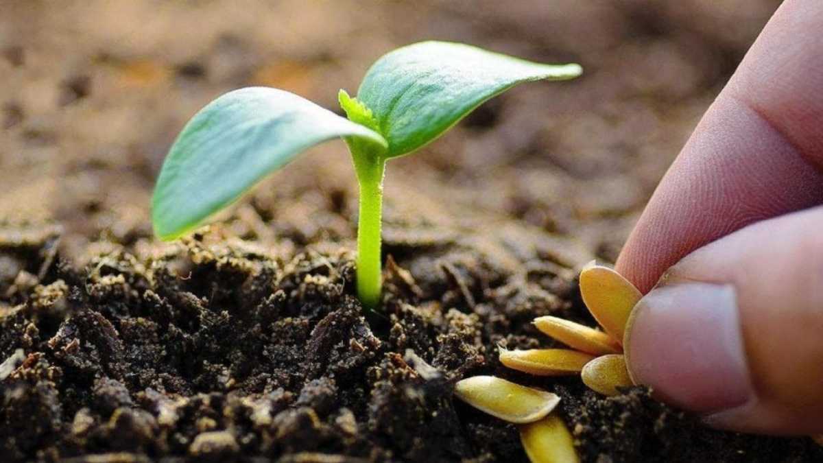 12 Fast Growing Seeds that Germinate Quickly