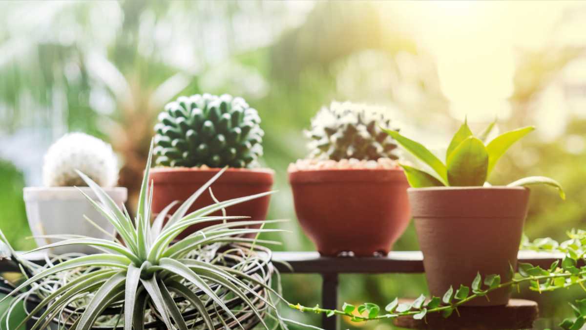 5 Houseplants that Can Go Outside in the Summer