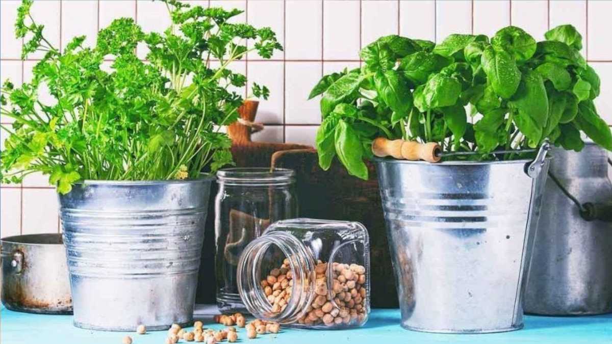 Care for pot basil: tips and techniques for cultivation