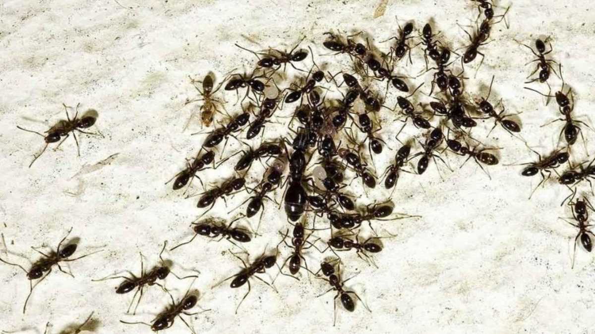 Get Rid of Ants: Fast, Cheap and Easy
