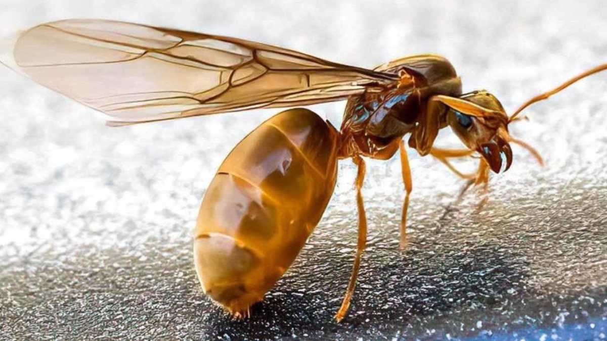 Home Remedies to Get Rid of Flying Ants