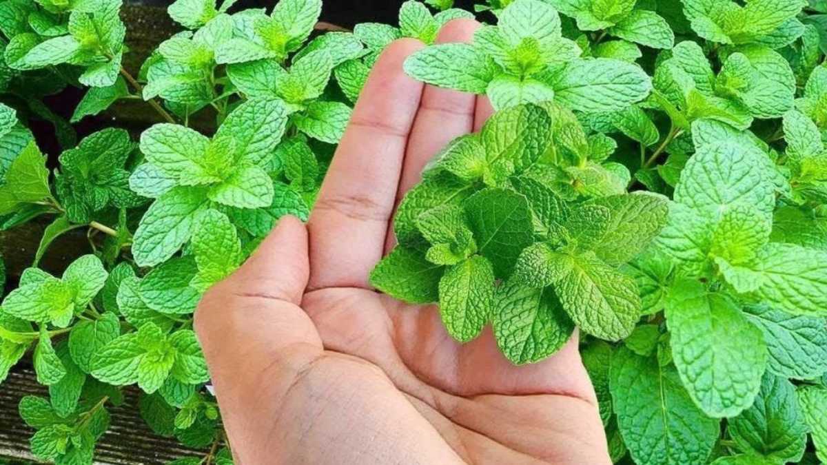 How to Plant Mint? Guide to Good Cultivation Granny Tricks