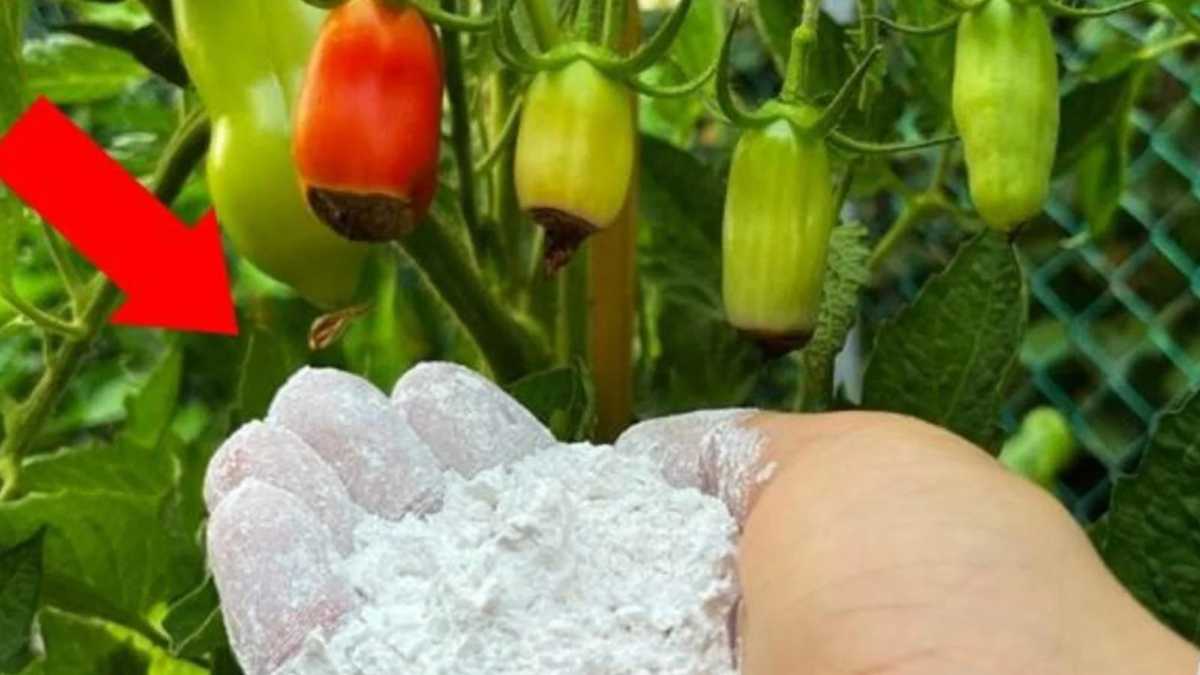 How to save yellow, purplish, and weak looking tomato plants