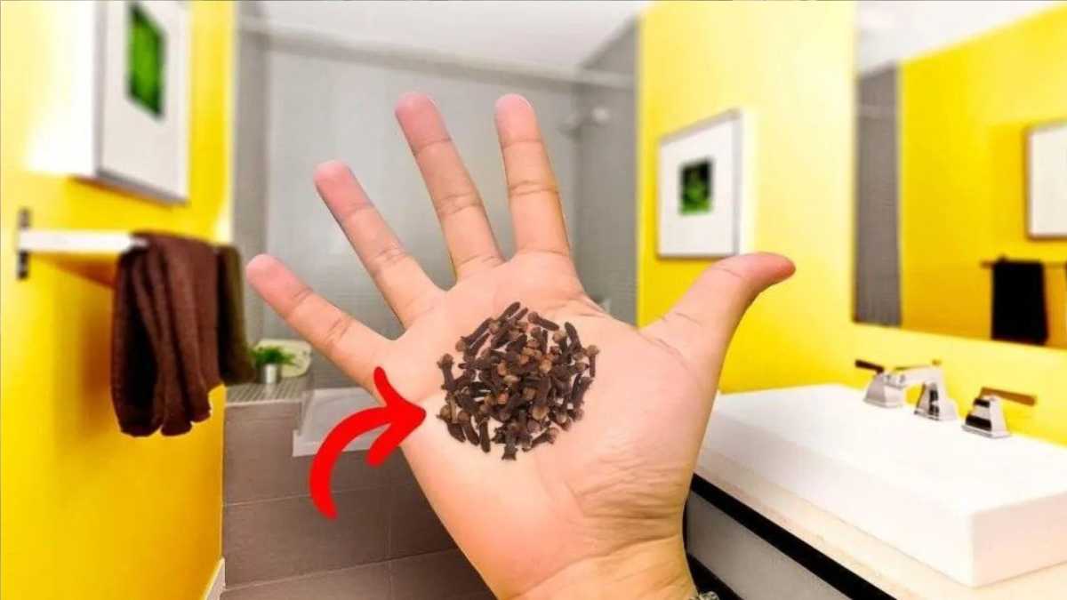 Natural Way to Get Rid of Silverfish in the Bathroom