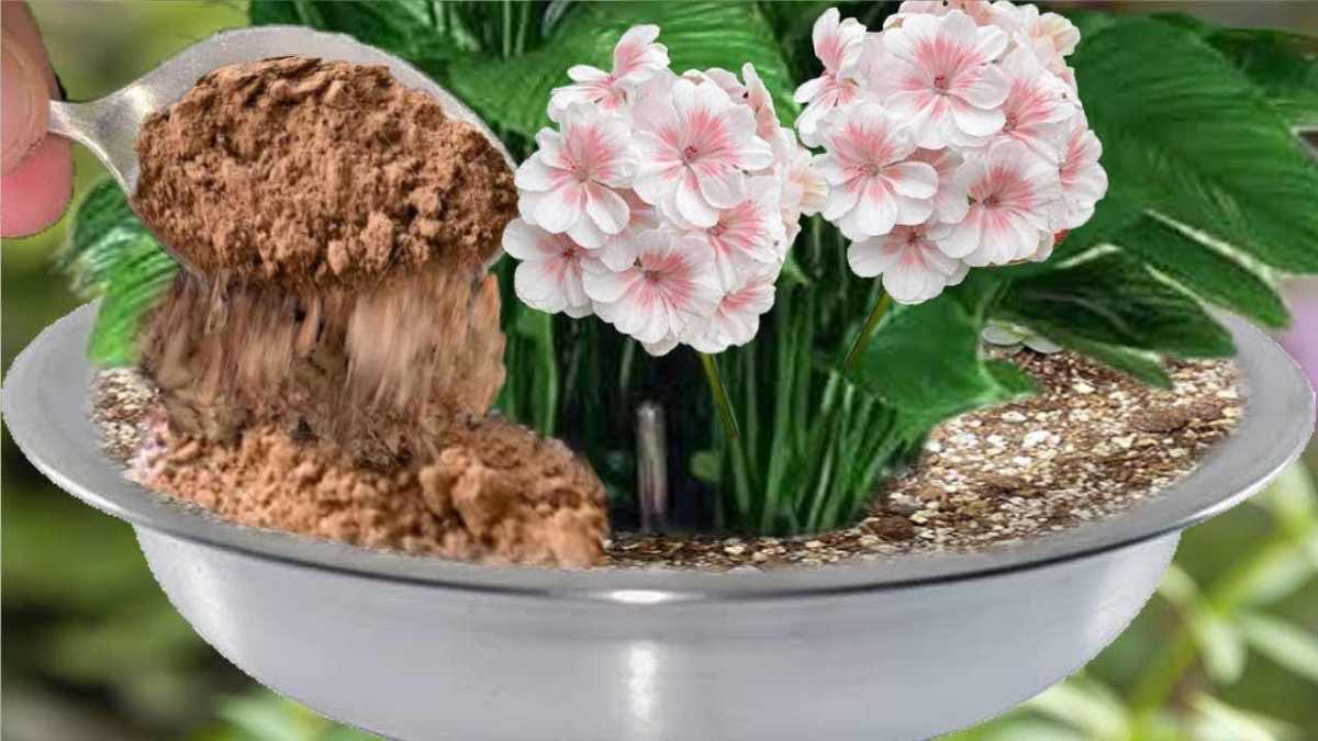 This Powerful Natural Fertilizer Fills All Plants With Tons Of Flowers