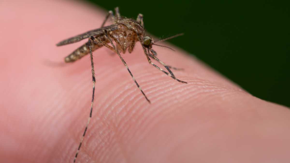 This Simple Home Remedy Helps Immediately Against Mosquitoes