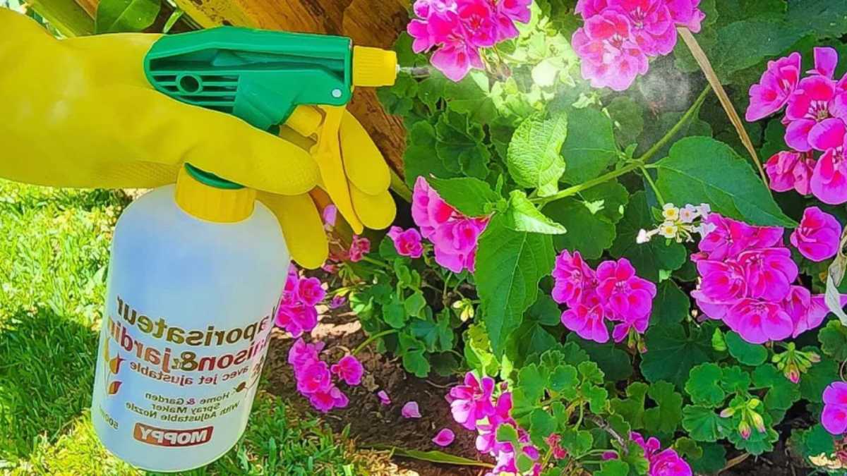 4 Ways to Prepare a Natural Aphid Killer with Baking Soda