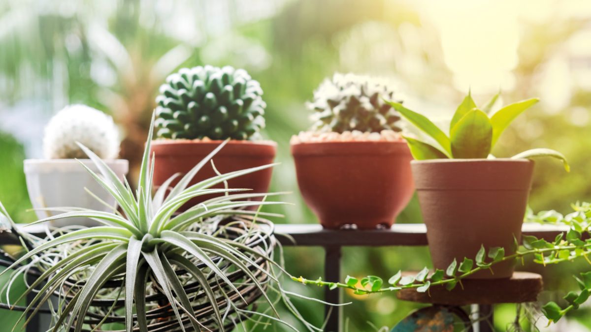 5 Houseplants That Are Allowed Outside in the Summer