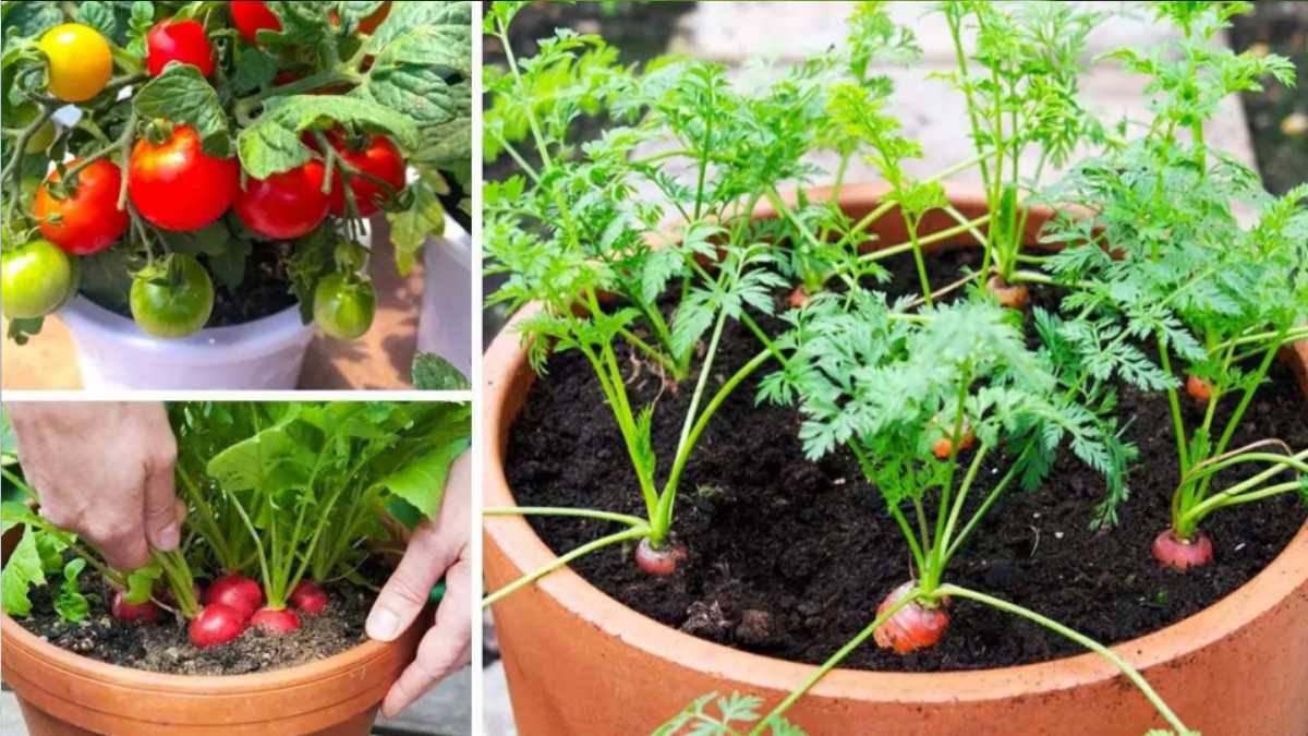 7 Easiest Vegetables to Grow in Pots and Containers