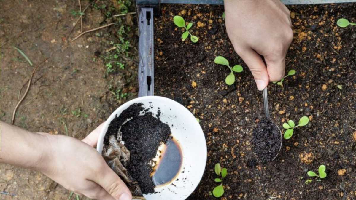 7 Surprising Fertilizers for Your Garden