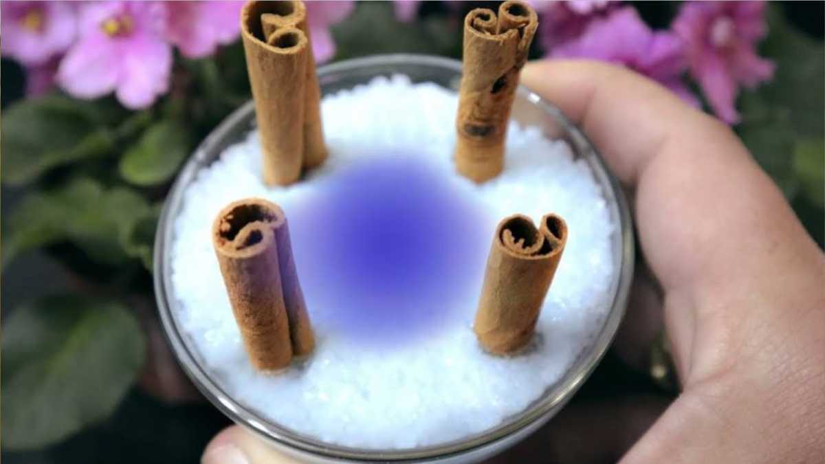 Add 4 Cinnamon Sticks to the Salt and Watch What Happens Within 10 Minutes
