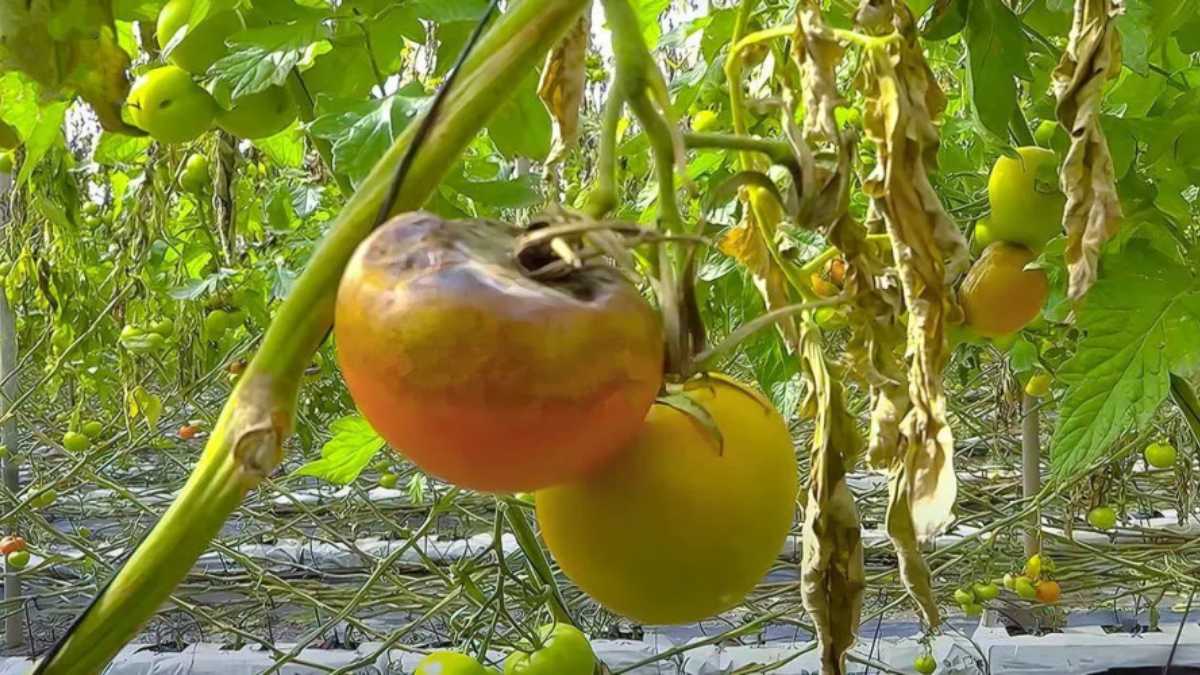 Downy Mildew on Tomatoes: How to Fight the Fungus with Natural Means
