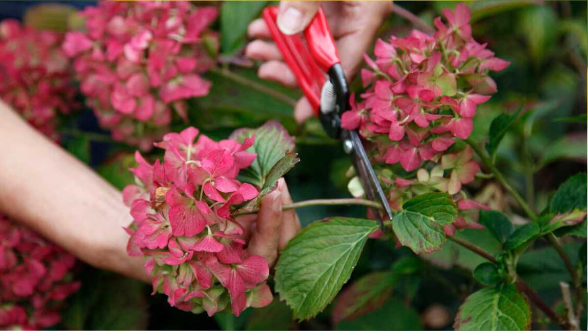 Drying hydrangeas: 4 Tips for Preserving the Flowers