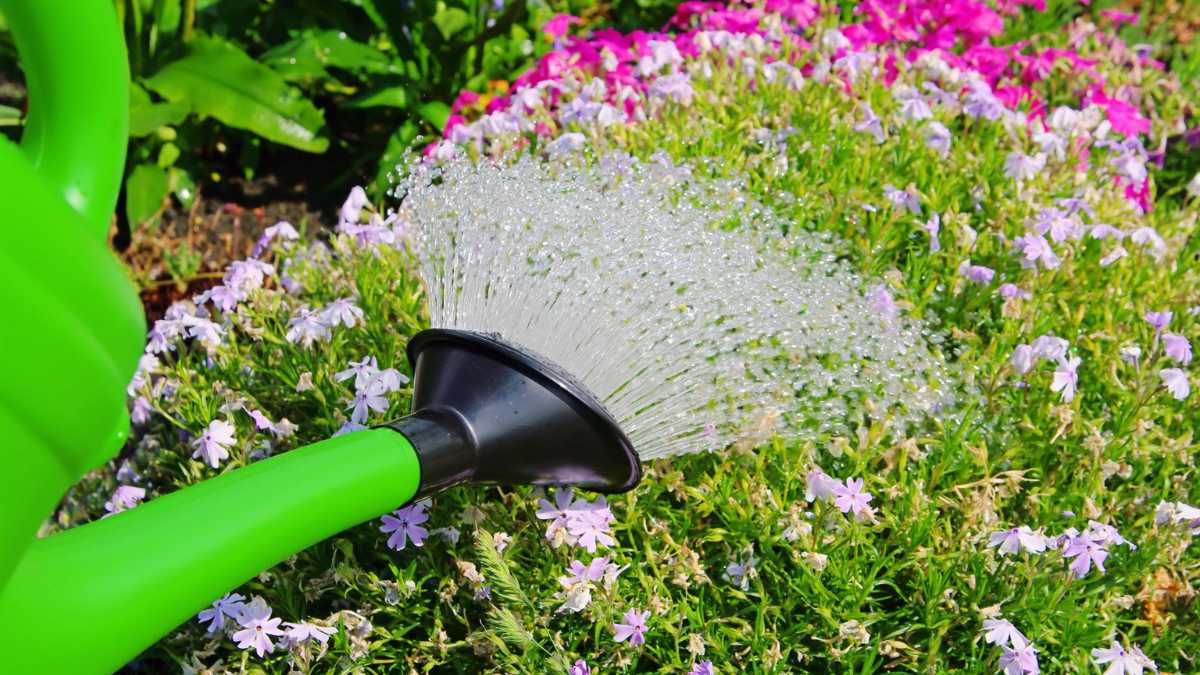 Garden watering mistakes: 8 problems to avoid