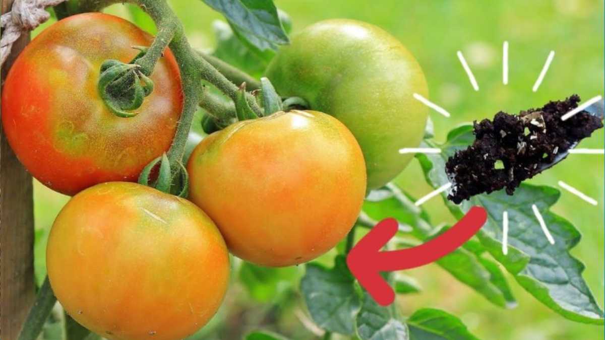 Homemade Fertilizer For Tomato Plants - Natural Organic Fertilizer