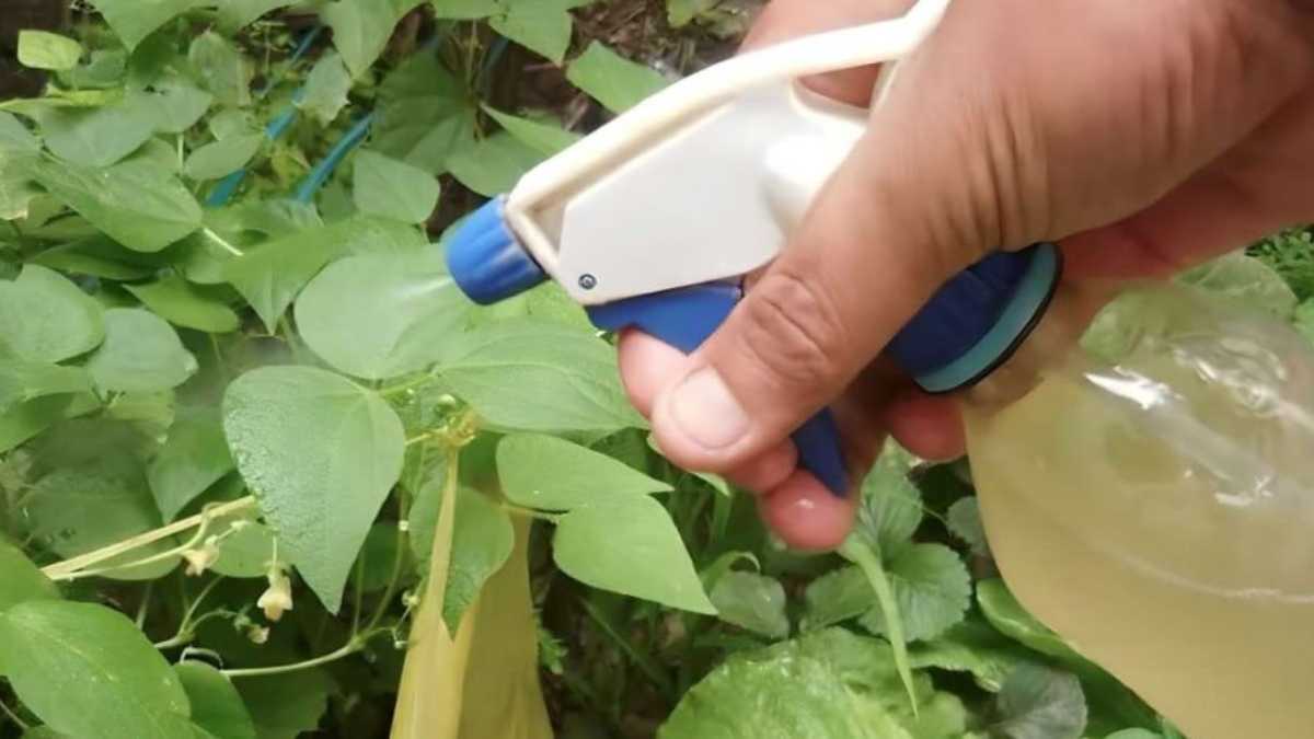 Homemade Fungicide that Will Save Your Garden Plants