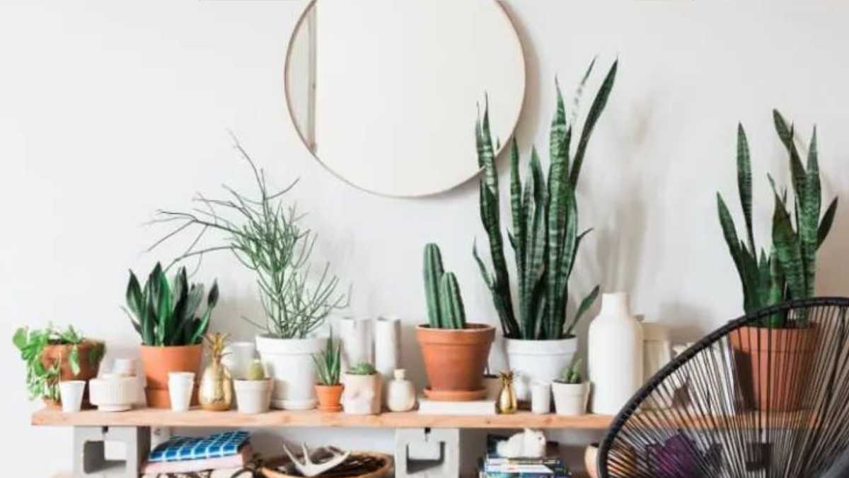 Houseplants You Can Move Outside Now That It’s Warm