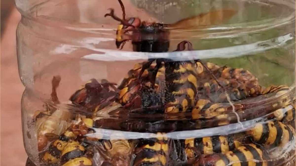 How to Get Rid of Wasps and Hornets Naturally