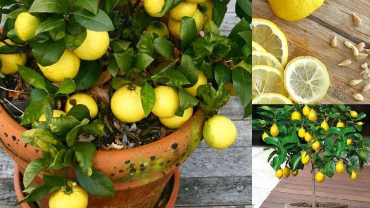 How To Grow An Unlimited Supply Of Lemons