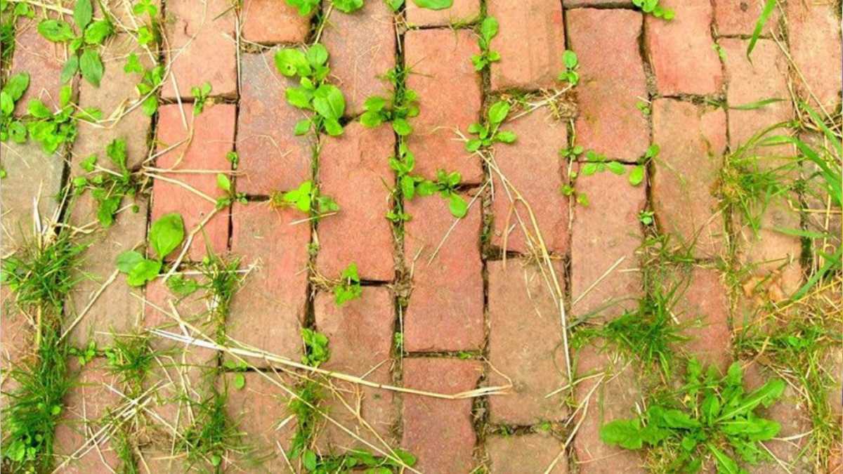 How to Organically Kill Weeds Without Harming Your Plants