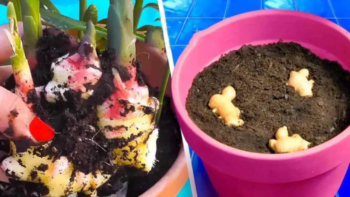 How to Plant, Grow, and Harvest Ginger Root
