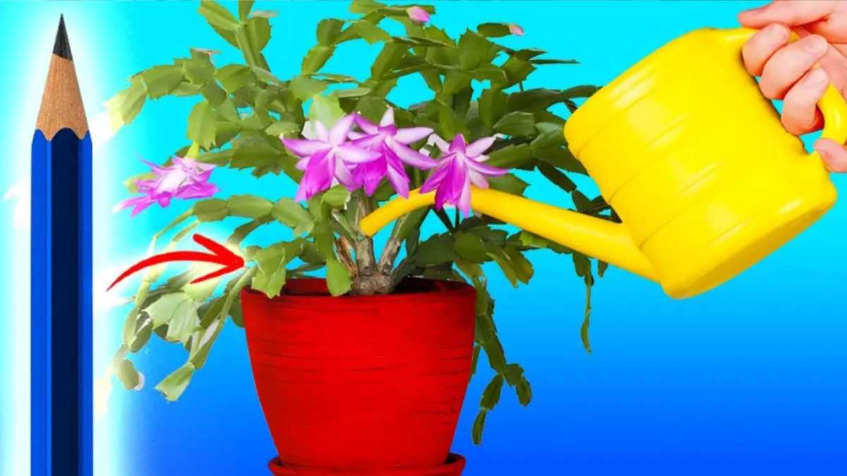 How to Tell When Your Plants Need Watering Using a Pencil