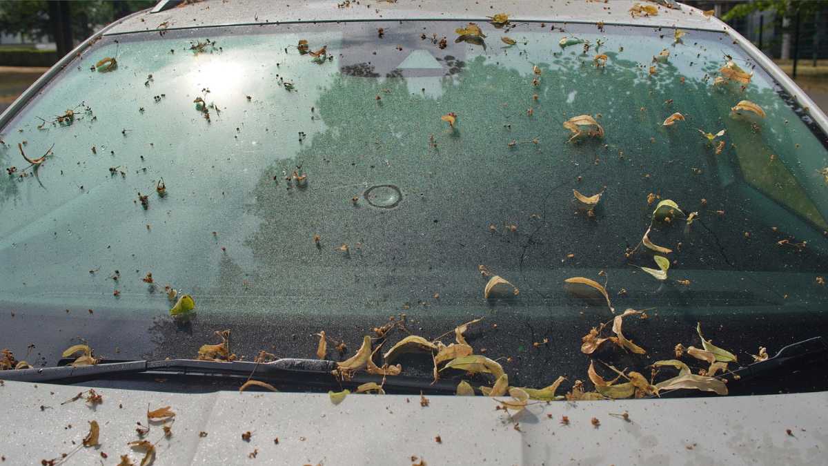 How you can prevent and get rid of sticky honeydew on cars